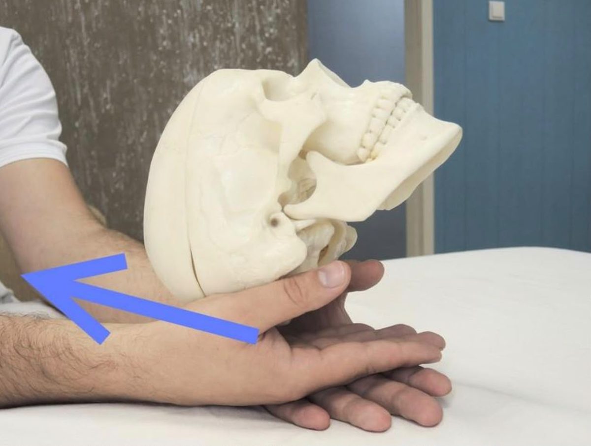 Hands cradling the base of the skull — craniosacral palpation